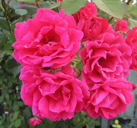 ������������ ����