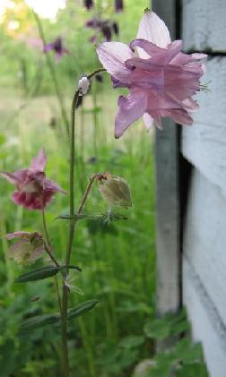 �������� ���� ���������