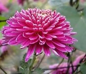 ���� ���������