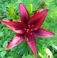 �������� �������