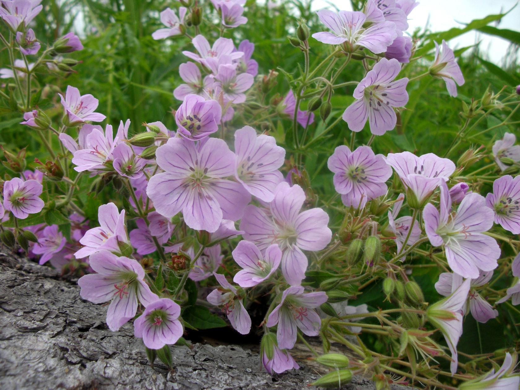 Злата Мальгиновская