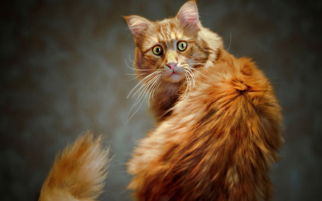 Артём Винтерголлер